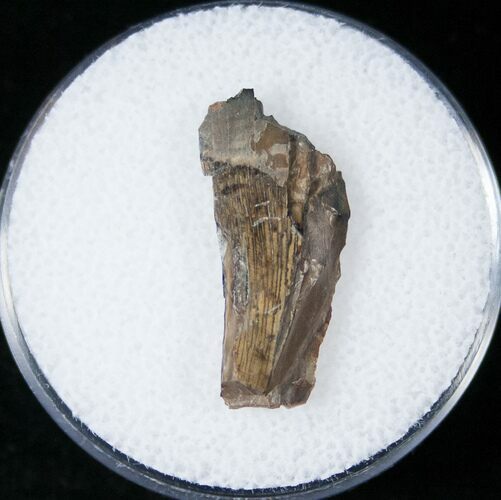 Tyrannosaurid Tooth Fragment - Montana #15204